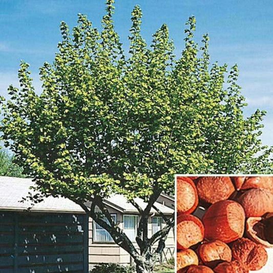 2 American Hazelnut/Filbert Trees - 24-36" Tall Live Plants - 2-3 Foot Tall Nut Tree Seedlings - Corylus Americana - (2 Pack)