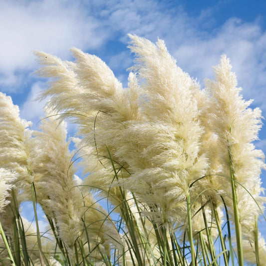 2 White Pampas Grass Plants Live, 5-9 Inch Tall, Ornamental Grass Live Plants for Outdoor Landscaping
