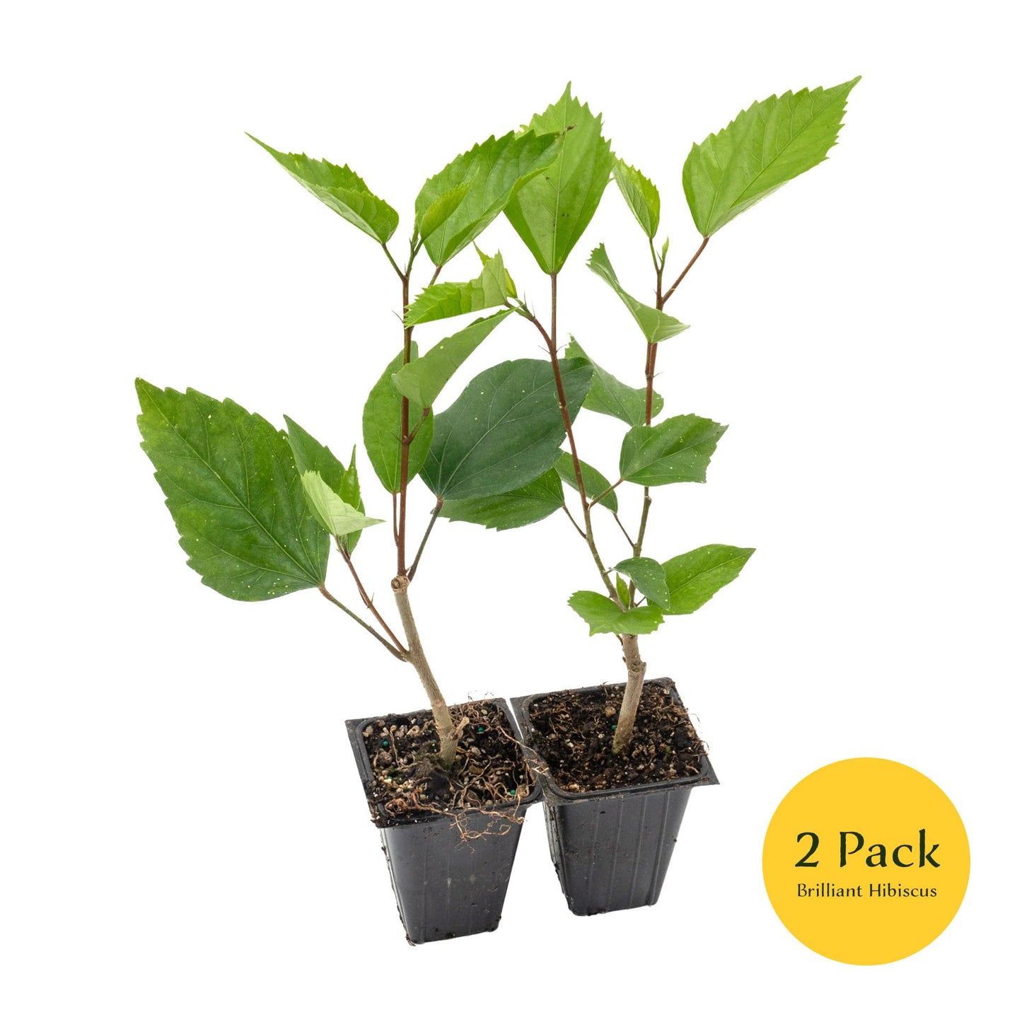 2 Brilliant Hibiscus in 3.5" Nursery Cubes | Hibiscus rosa-sinensis ‘Brilliant’ | Tropical Red Flowering Shrub for Containers, Patios & Gardens | Ready-to-Plant Live Starters