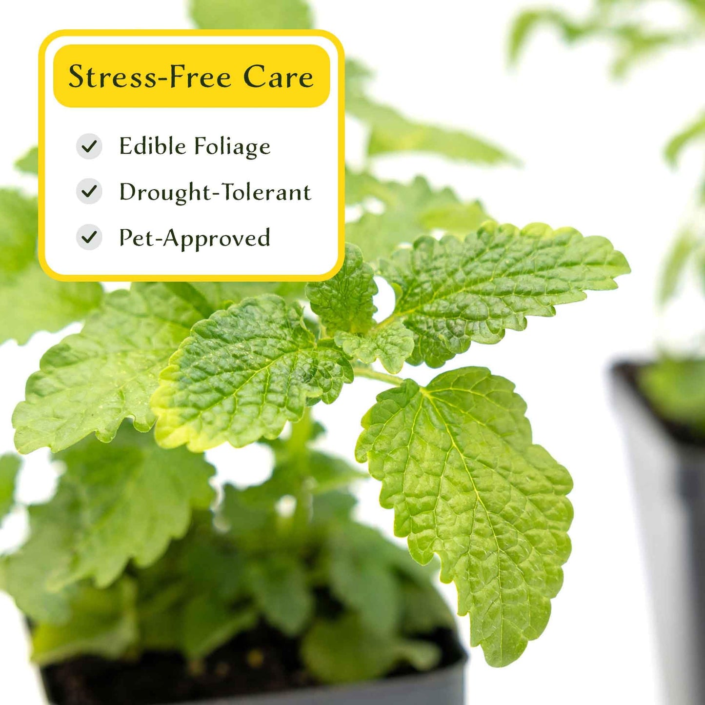 2 Lemon Balm Plants in Cubes | Live Aromatic Culinary Medicinal Herb with Lemon-Scented Foliage | Fast-Growing Perennial Shrub for Teas, Pollinators, Containers & Gardens (Melissa officinalis)