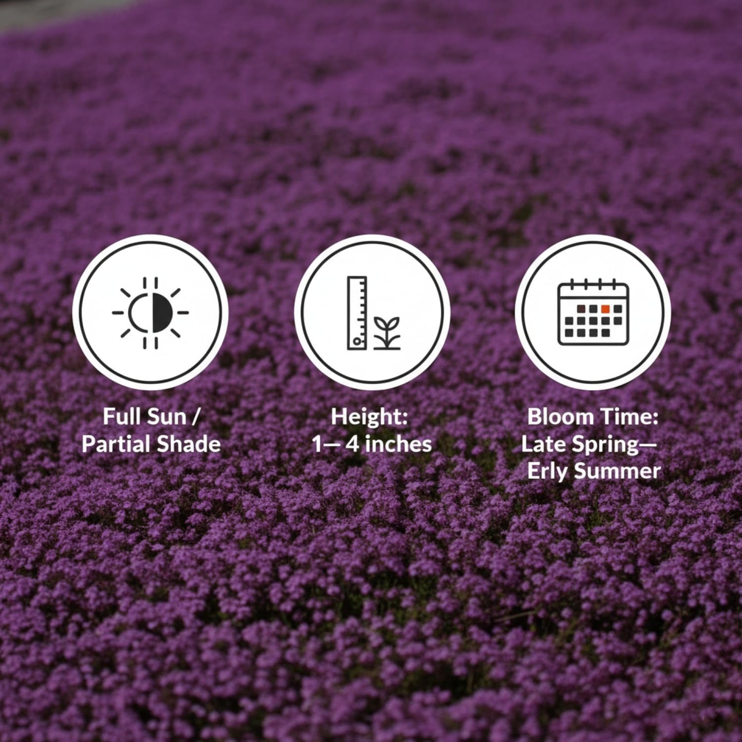 30,000+ Pcs Creeping Thyme Seeds for Planting Low Growing Ground Cover for Sunny Walkways Garden Beds and Open Soil Areas (Purple)