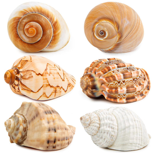 6PCS Large Hermit Crab Shells | Natural Sea Conch Size 3" - 3.5", Opening Size 1.5" - 2.5" | Turbo Seashells for Hermit Crab Supplies and Beach Decoration Large Sea Shell