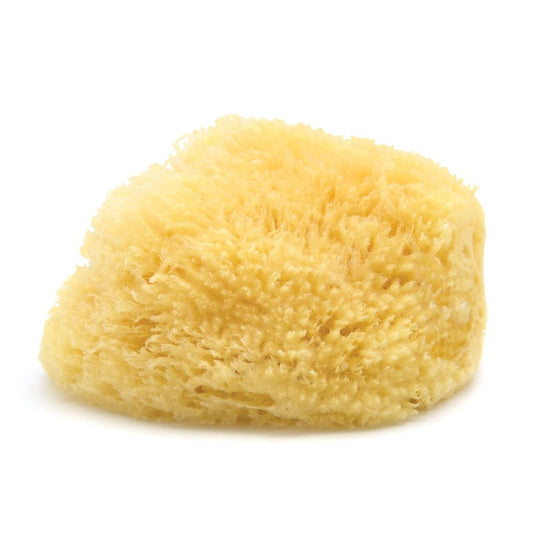 Neptune Sea Wool Sponge, Approx. 8"", 1 Count (Pack of 1), Yellow
