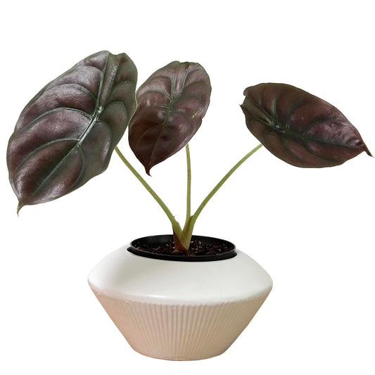 Admired by Nature 7.5" Ceramic Flower Planter Decorative Pot for Indoor Plant Succulent Home Décor, White