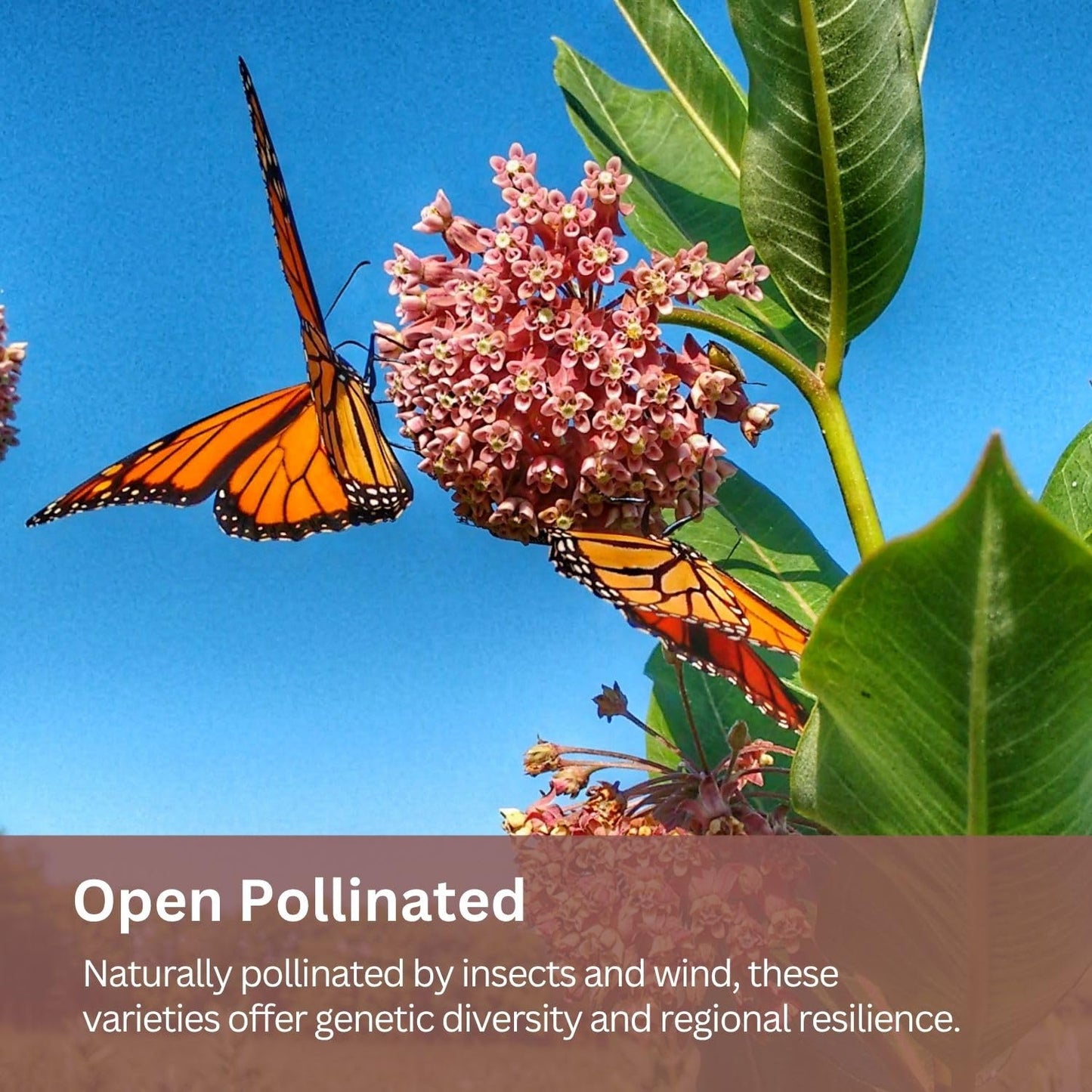 SunHaven Seeds Native Milkweed Variety Pack - 5 Essential Species for Monarch Butterfly Gardens - Common, Swamp, Butterfly Weed, Showy & Narrowleaf - Non-GMO Native Wildflower Seeds for Pollinators