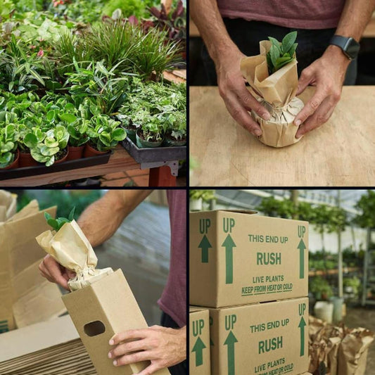 Alocasia Silver Dragon | Live Plant for Indoor & Outdoor | for Living Room, Office, Bathroom | (4" Pot, White Cylinder)