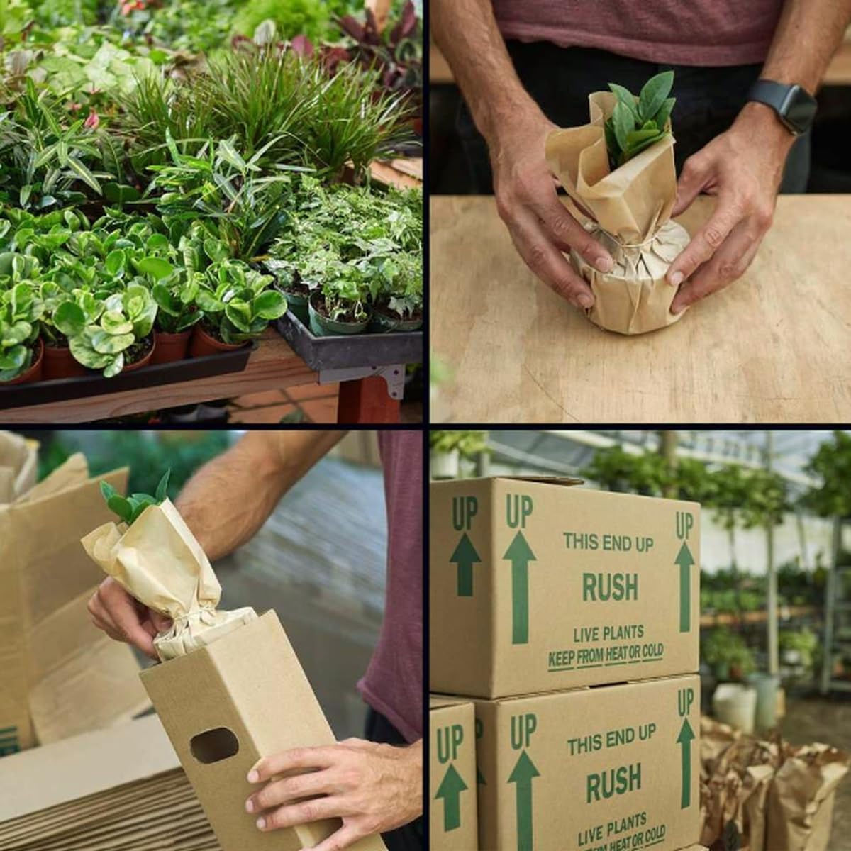 Calathea 'White Fusion' | Live Plant for Indoor & Outdoor | for Living Room, Office, Bathroom | (4" Pot)