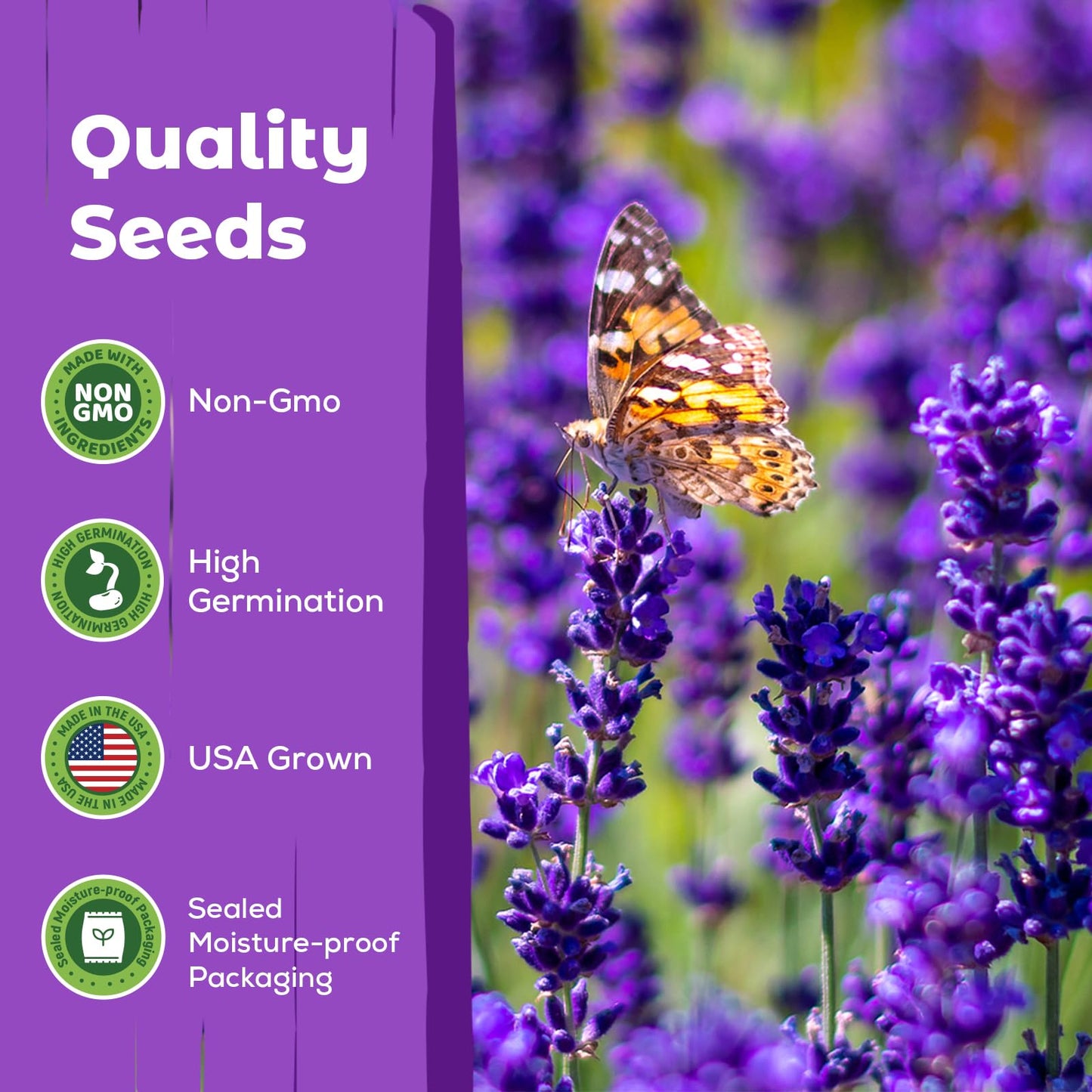 5500+ English Lavender Seeds for Planting Outdoor Heirloom Lavandula Flower Seeds High Germination Fragrant Purple Flowers Indoor Easy to Grow (0.55 oz)
