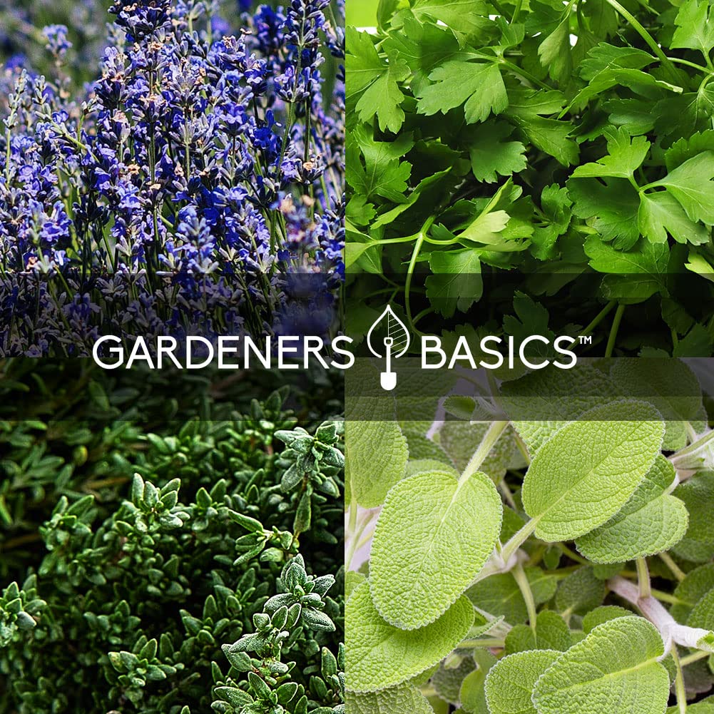 35 Medicinal Herb Seeds Variety Pack – Heirloom Non-GMO Healing & Culinary Herbs for Planting – Apothecary, Tea & Homestead Garden Kit