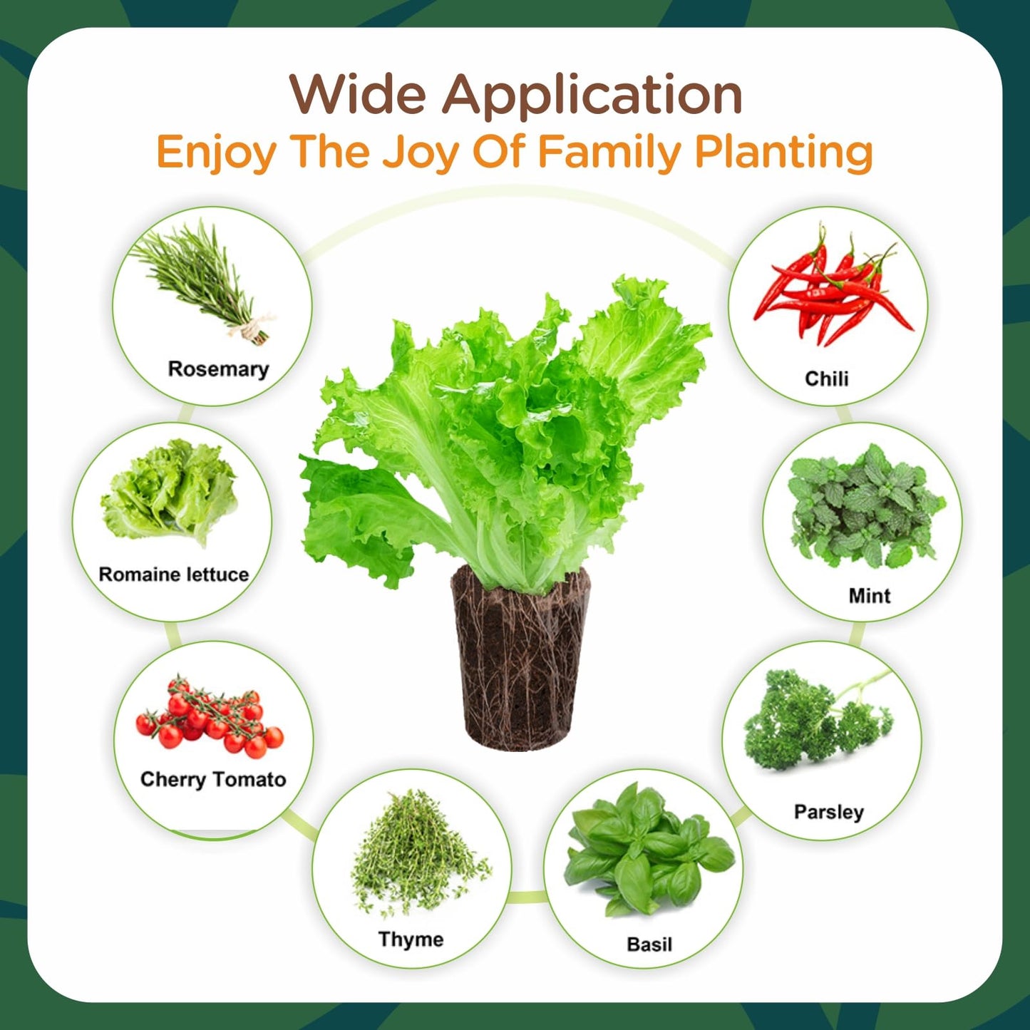 70 Pack Grow Sponges, Starter Plug for Seeds or Cuttings, General Hydroponics Rapid Rooter Plugs for Seedling Herbs Lettuce Vegetable Flower, Great for Soil or Hydroponics Growing System (Cylinder)