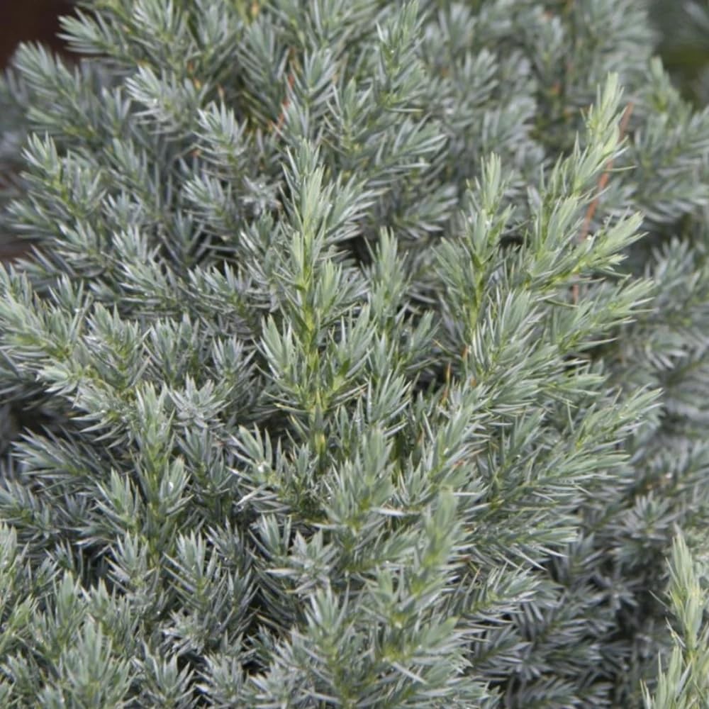 Spiny Greek Juniper (1)