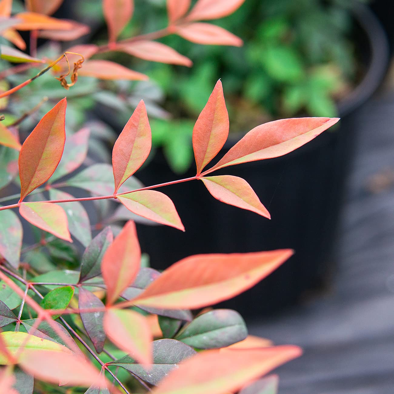 PERFECT PLANTS Gulfstream Nandina 3 Gal. Pot | Heavenly Bamboo | Low Maintenance | Vibrant Color Changing Foliage