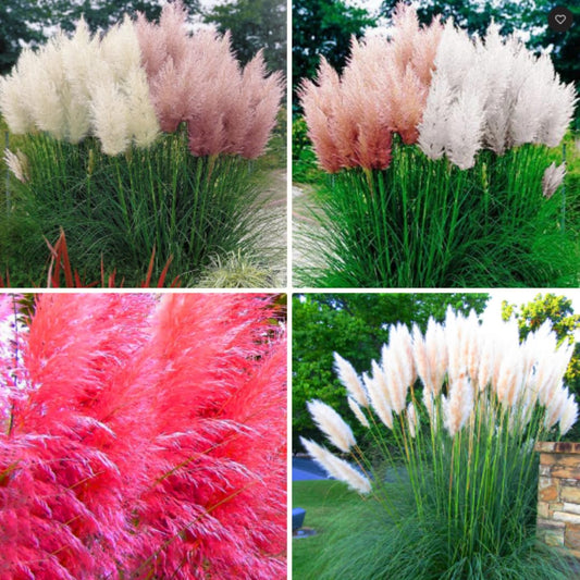 2 Grass Ornamental Grasses Seedlings, Live Grass Perennial Hardy Ornamental Plants, Outdoor Planting, 5-9" Tall (Mixed)