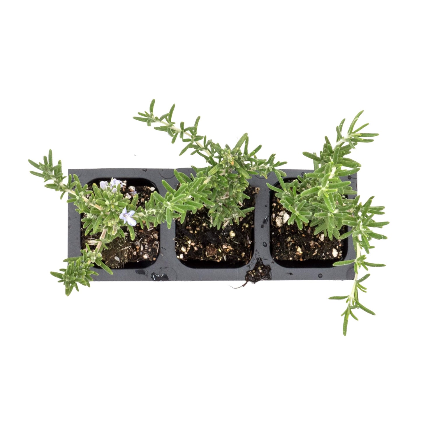 3 Creeping Rosemary in 2.5” Nursery Cubes (Rosmarinus officinalis ‘Prostratus’) | Evergreen Aromatic Groundcover Herb for Rock Gardens, Walls & Containers | Ready-to-Plant Live Starter Plants