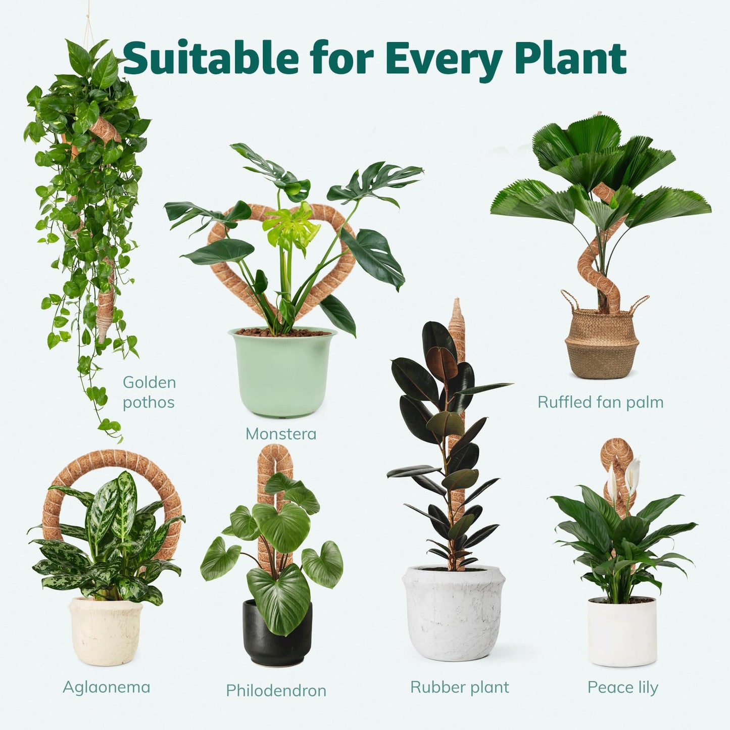 Vanut 3-Pack 60in Tall Moss Pole for Monstera, Bendable & Sturdy Sticks for Plants Support, Pothos Vines, Philodendron, Fishbone Cactus & Indoor Tropical Houseplants, Made for Coco Coir