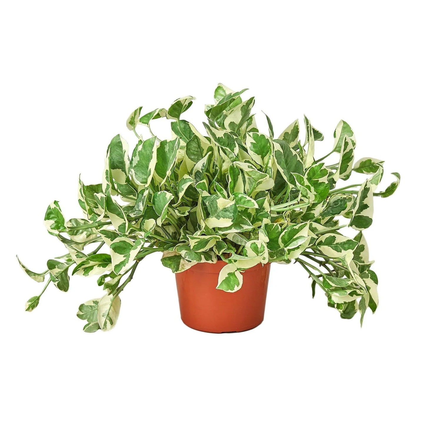Pothos 'N'joy' | Live Plant for Indoor & Outdoor | for Living Room, Office, Bathroom | (8" Pot)