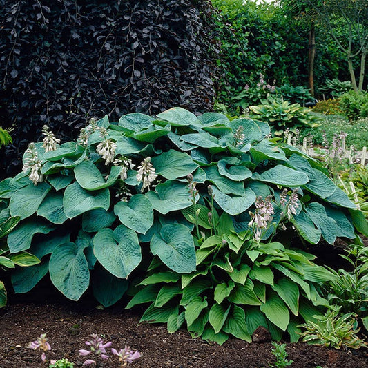 3 Big & Giant Hosta Perennial Mix, Blue-Green and Yellow-Green Masssive Large Leaves | Perfect for Trim, Shade, Flower and Landscaper Gardens Attract Butterflies and Pollinatiors