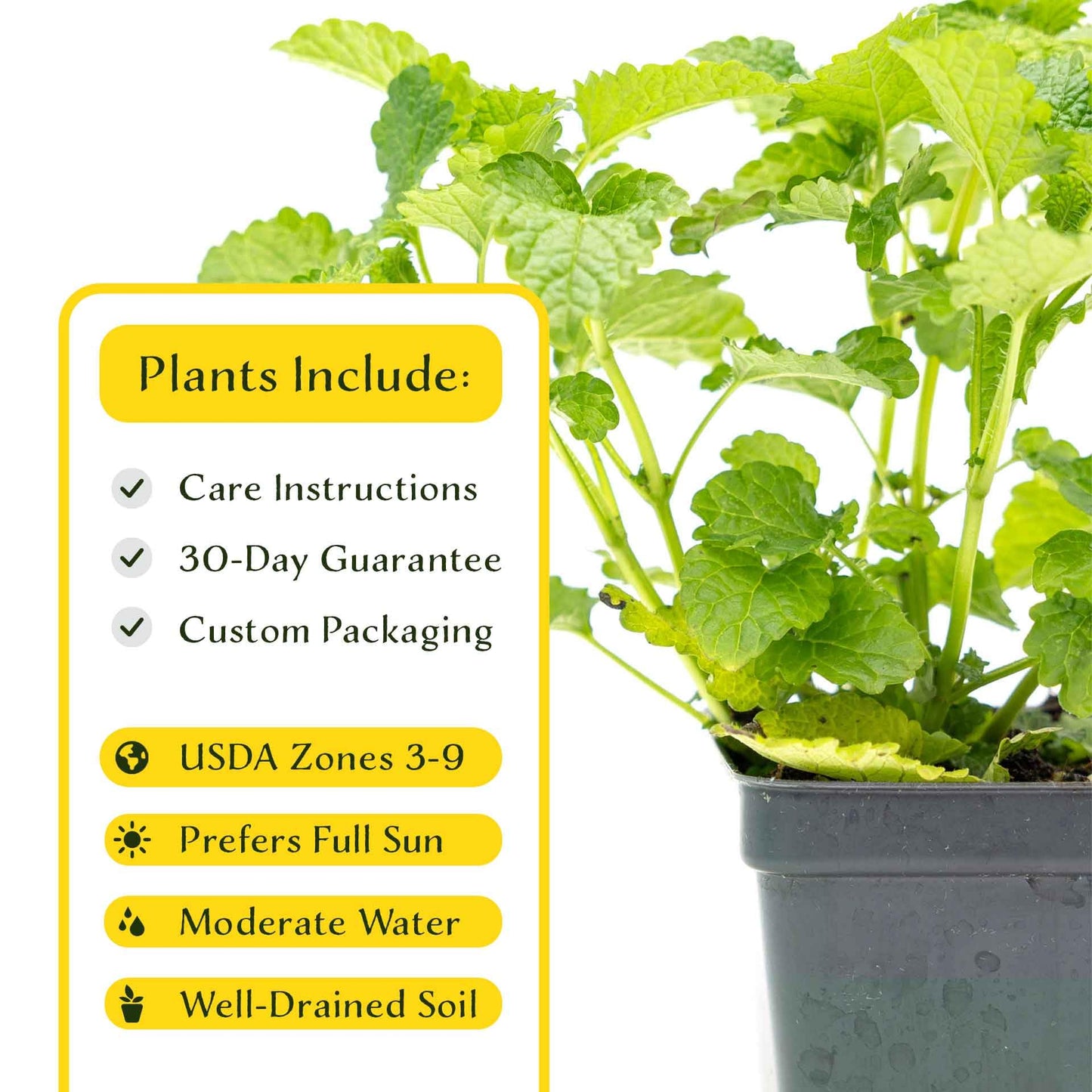 2 Lemon Balm Plants in Cubes | Live Aromatic Culinary Medicinal Herb with Lemon-Scented Foliage | Fast-Growing Perennial Shrub for Teas, Pollinators, Containers & Gardens (Melissa officinalis)