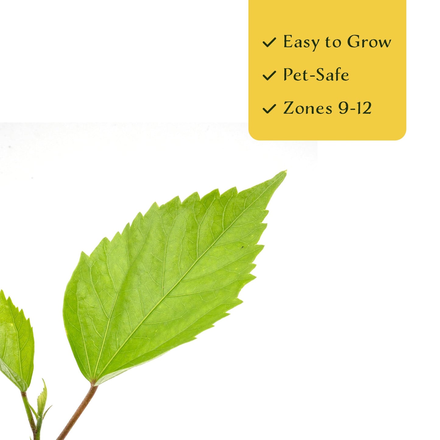 2 Brilliant Hibiscus in 3.5" Nursery Cubes | Hibiscus rosa-sinensis ‘Brilliant’ | Tropical Red Flowering Shrub for Containers, Patios & Gardens | Ready-to-Plant Live Starters