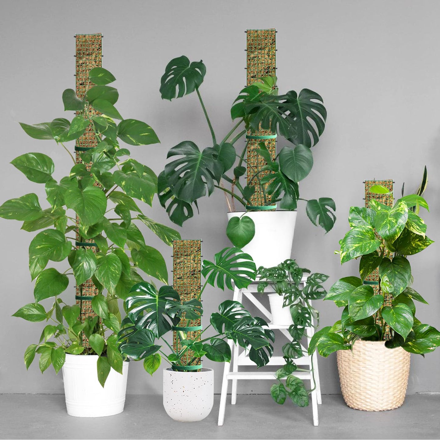 40" Metal Moss Pole, D Shape Sphagnum Moss Pole, Moss Poles for Climbing Plants, Monstera, Indoor Climbing Plants (2Pcs 40")