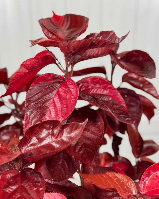 Acalypha Chenille 'Copper Plant' – Pack of 2 Live Starter Plants (4-6 Inches Tall) – Rare Tropical Foliage, Fast-Growing, Container-Friendly, Indoor/Outdoor – Vibrant Year-Round Color