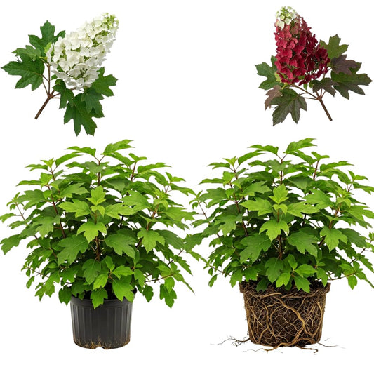 2 Ruby Slipper Oakleaf Hydrangea Live Plants Shrubs, 6-10" Tall - Quart Pot, Hardy Hydrangea Bushes Ready to Plant, Color-Changing Blooms Flowering Shrub for Garden & Landscape