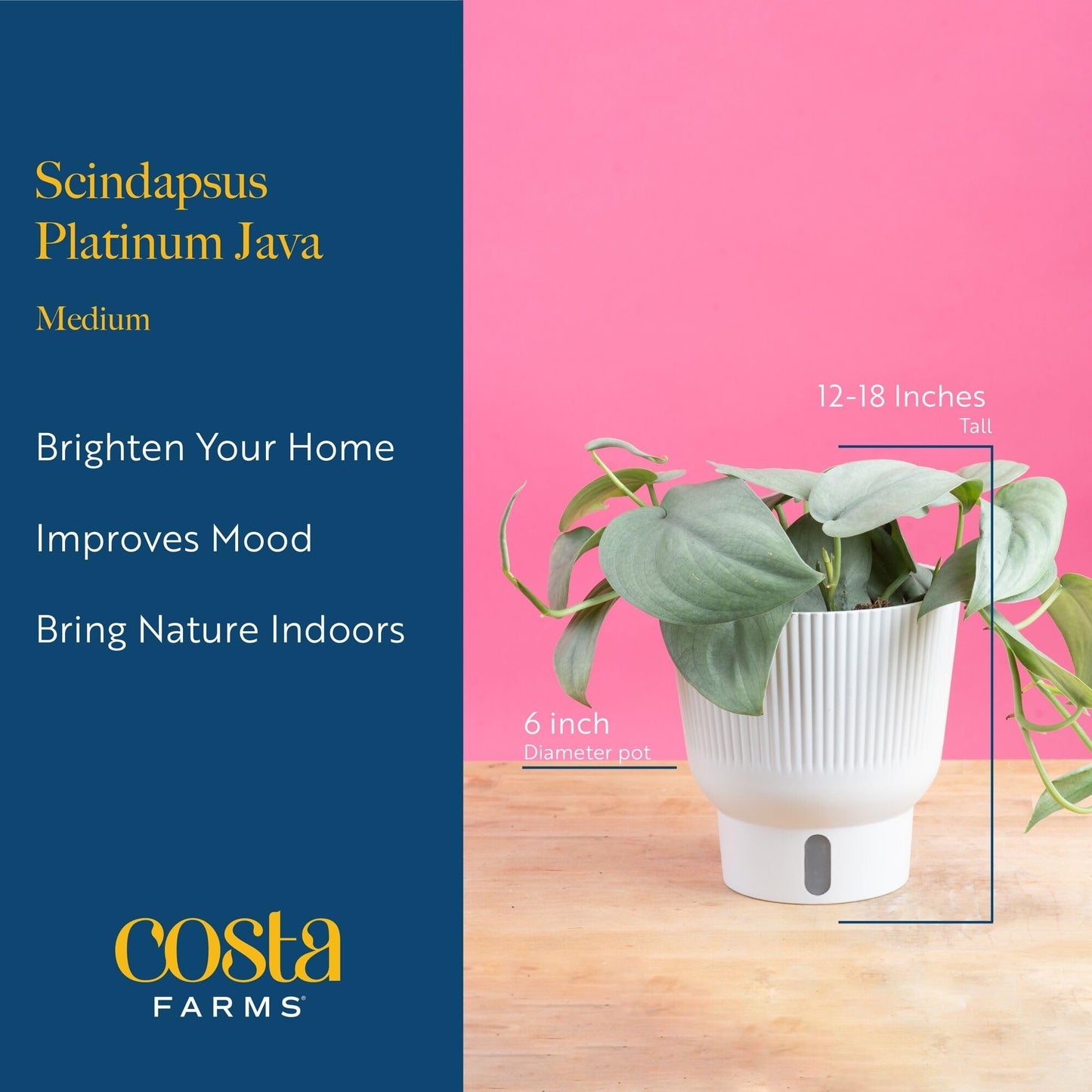 Costa Farms Scindapsus Platinum Java Live Plant in Self Watering Pot, Indoor Houseplant, Perfect for Home, Room, or Office Decor, Great House Warming or Birthday Gift, 9-12 Inches Tall