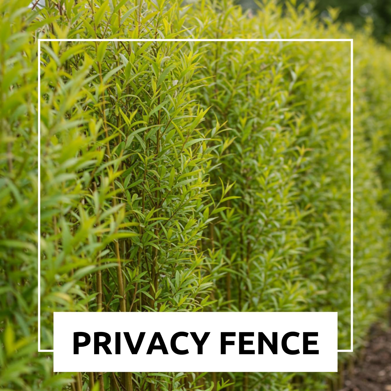 50 Hybrid Willow Tree Cuttings to Grow - Fastest Growing Tree in The World - Fast Privacy Hedge, Shade Trees - Grow Aussie Willow Trees