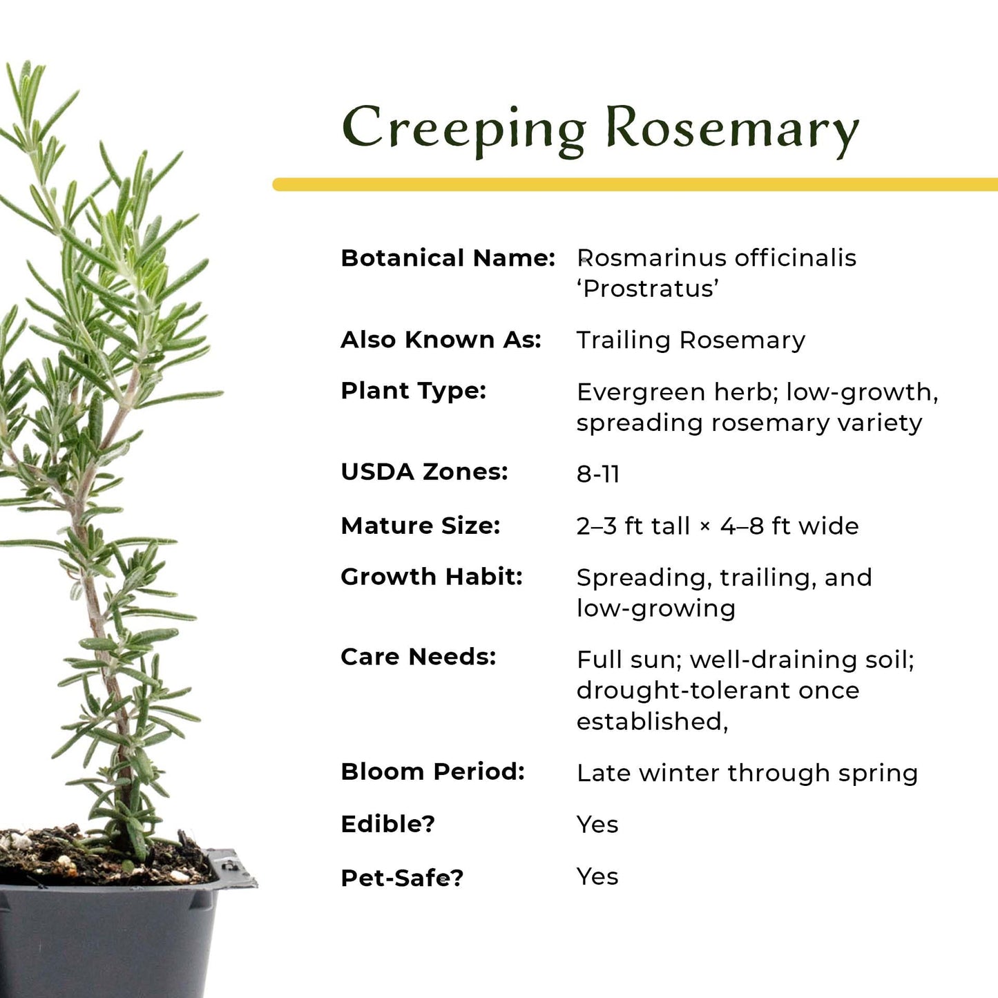 3 Creeping Rosemary in 2.5” Nursery Cubes (Rosmarinus officinalis ‘Prostratus’) | Evergreen Aromatic Groundcover Herb for Rock Gardens, Walls & Containers | Ready-to-Plant Live Starter Plants