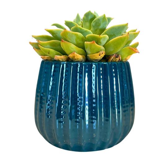 Admired By Nature 4" Ceramic Flower Planter Pot Decorative Planter for Indoor Plant Succulent Home Décor, Lightweight, Turquoise