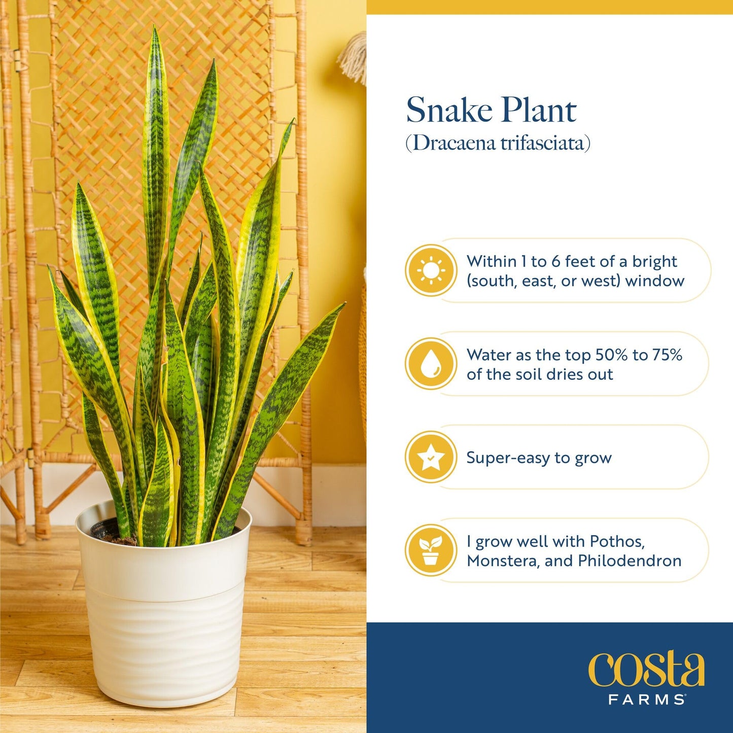 Costa Farms Snake Plant, Live Sansevieria Indoor Houseplant in 4-Inch Decorative Pot, 8-12 Inches Tall, Low Light Air Purifying Succulent, Easy Care Room Decor Gift