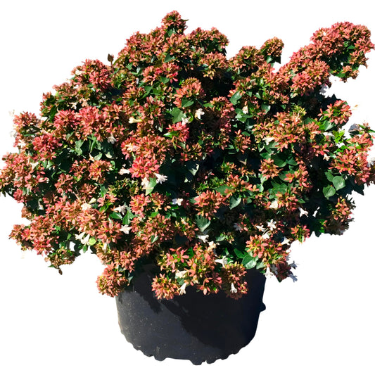 Abelia ‘Rose Creek’ – Compact Evergreen Shrub with White Blooms & Glossy Foliage for Borders, Walkways & Landscaped Gardens (1 Gallon/Potted/Set of 2 Plants)