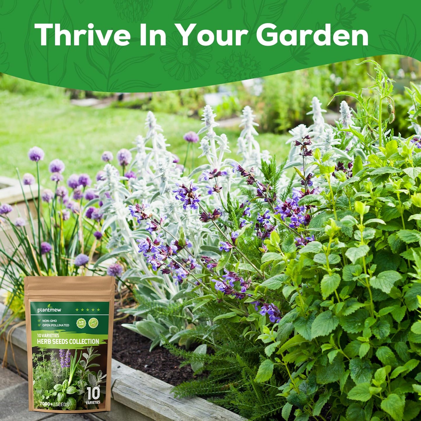 PLANTMEW 10 Herb Seeds Variety Pack - 7,000+ Heirloom Seeds - Basil, Cilantro, Lavender, Parsley, Dill, Thyme, Chives, Oregano, Sage, Herb Garden Kit for Planting Home Garden, Gardening Gift