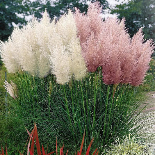 2 Plants of Pampas Grass Plant, Assorted Pampas Grass Plants Live from 5 Inches in Height Ornamental Grass Plant Live
