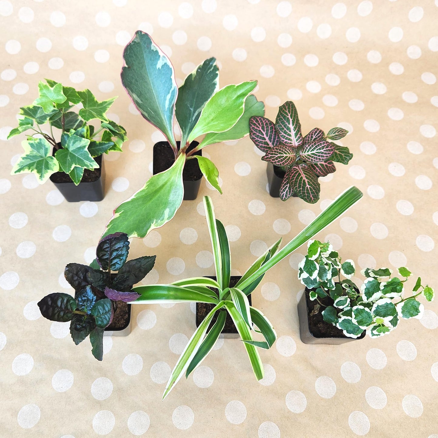 Easy to Grow Live Houseplants (6 Pack), Deluxe Collection of Assorted Air Purifying Indoor Plants, Peperomia, Spider Plants, No Duplicates, Pothos, Easy Plant Care, 2 in Pots, Begonia, Croton