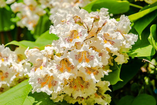 2 Catalpa Tree Live Plants – Hardy Flowering Shade Tree (Catalpa speciosa) – Large Heart-Shaped Leaves & Showy White Blooms – Fast Growing Landscape Tree – 1–2 Ft Starter Saplings
