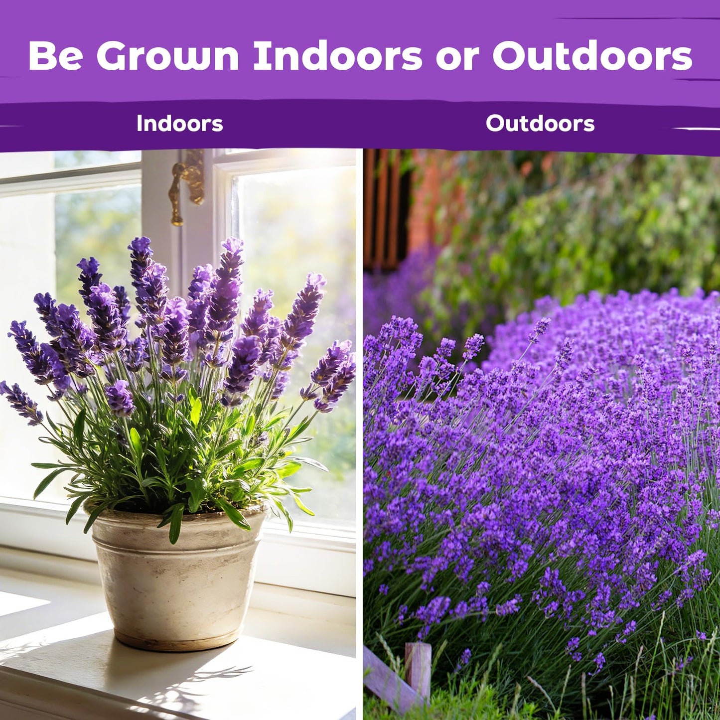 5500+ English Lavender Seeds for Planting Outdoor Heirloom Lavandula Flower Seeds High Germination Fragrant Purple Flowers Indoor Easy to Grow (0.55 oz)