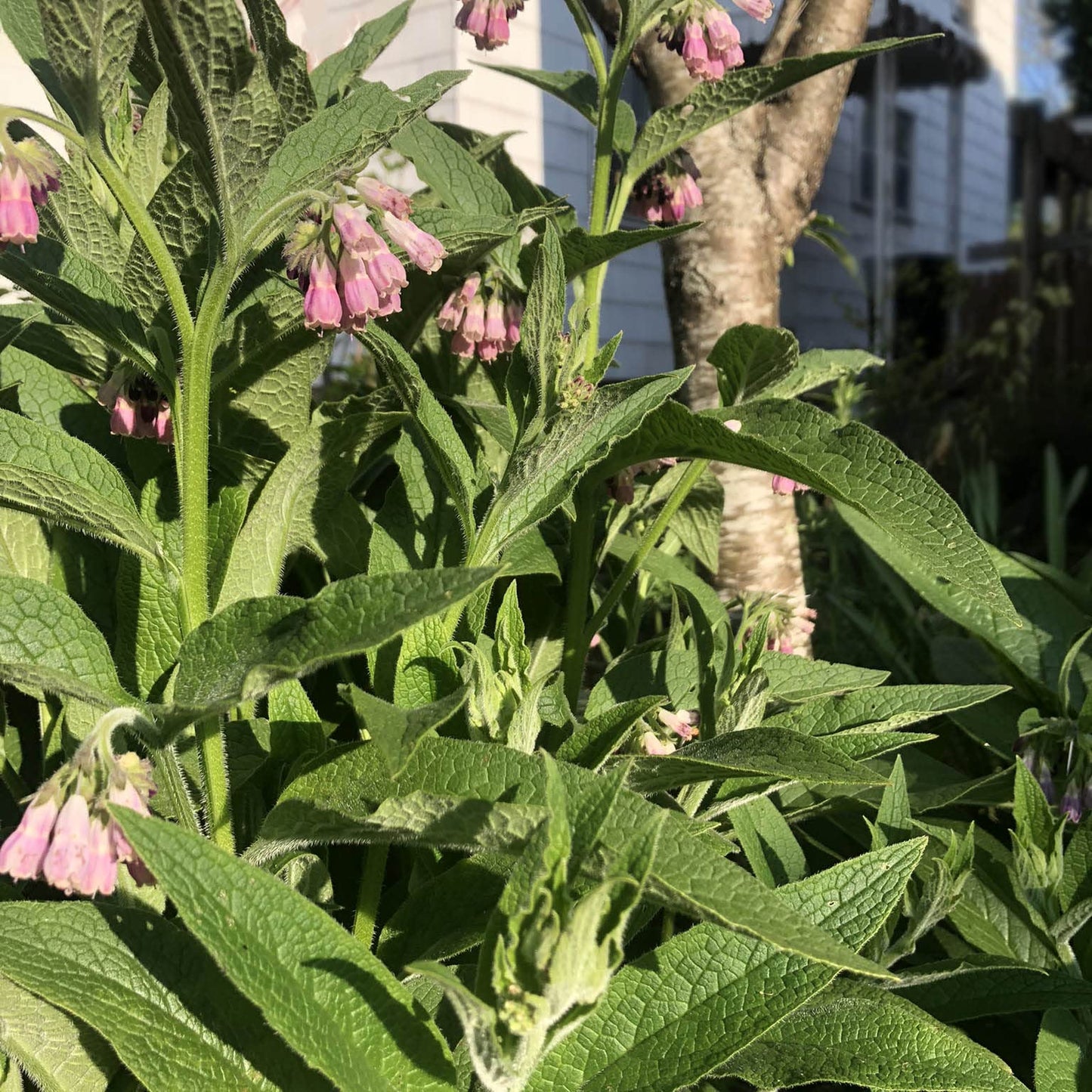 Smoke Camp Crafts Comfrey Plant, Symphytum officinale, Beautiful Plants, Mexican Hat, Garden Decor, 2.5" Pot