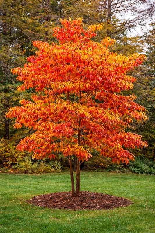 2 Live Sassafras Tree Plants for Growing (Sassafras albidum) – Hardy Native Deciduous Tree – Vibrant Fall Color – Ideal for Landscaping & Wildlife Gardens - Well Rooted Tree Seedlings