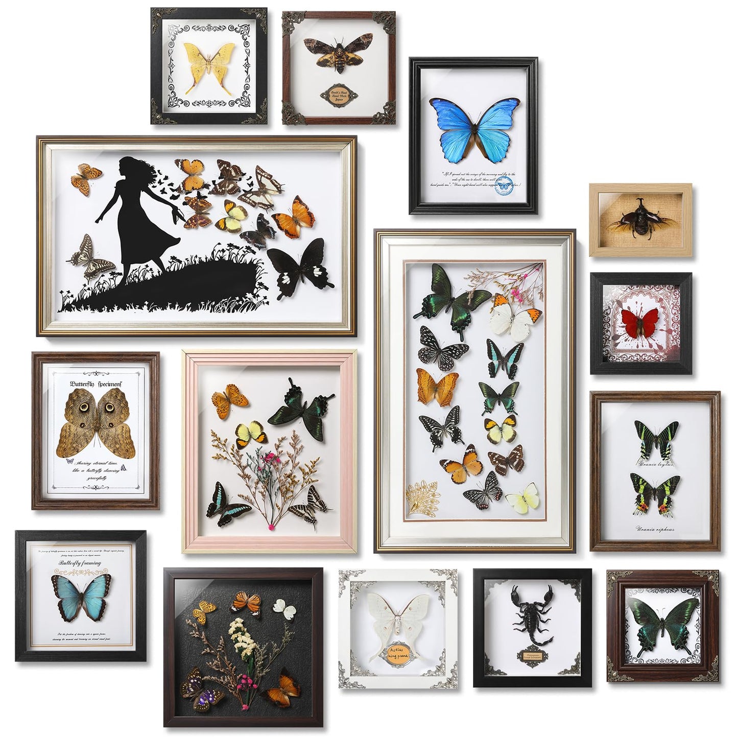 TOHTOFN Real Rhinoceros Beetle (Dynastes) Preserved Framed - 6.7x4.7 Inch Handcrafted Insect Specimen Shadow Box, Gothic Home Decor for Christmas Halloween Birthday Gifts