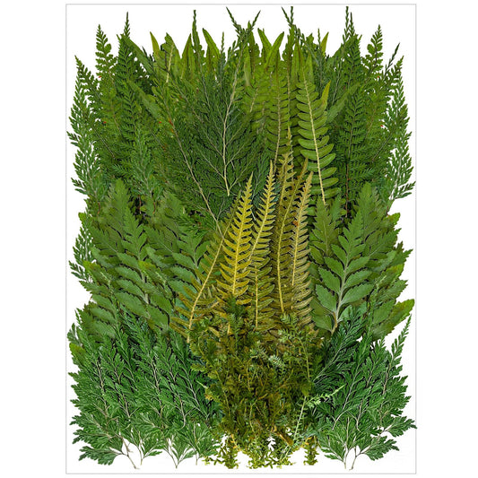 80 Pcs Green Ferns Dried Pressed Flowers Bulk for Crafts, Natural Leaves Greenery for Resin Art, Candle Making, DIY Decoration, Floral Supplies