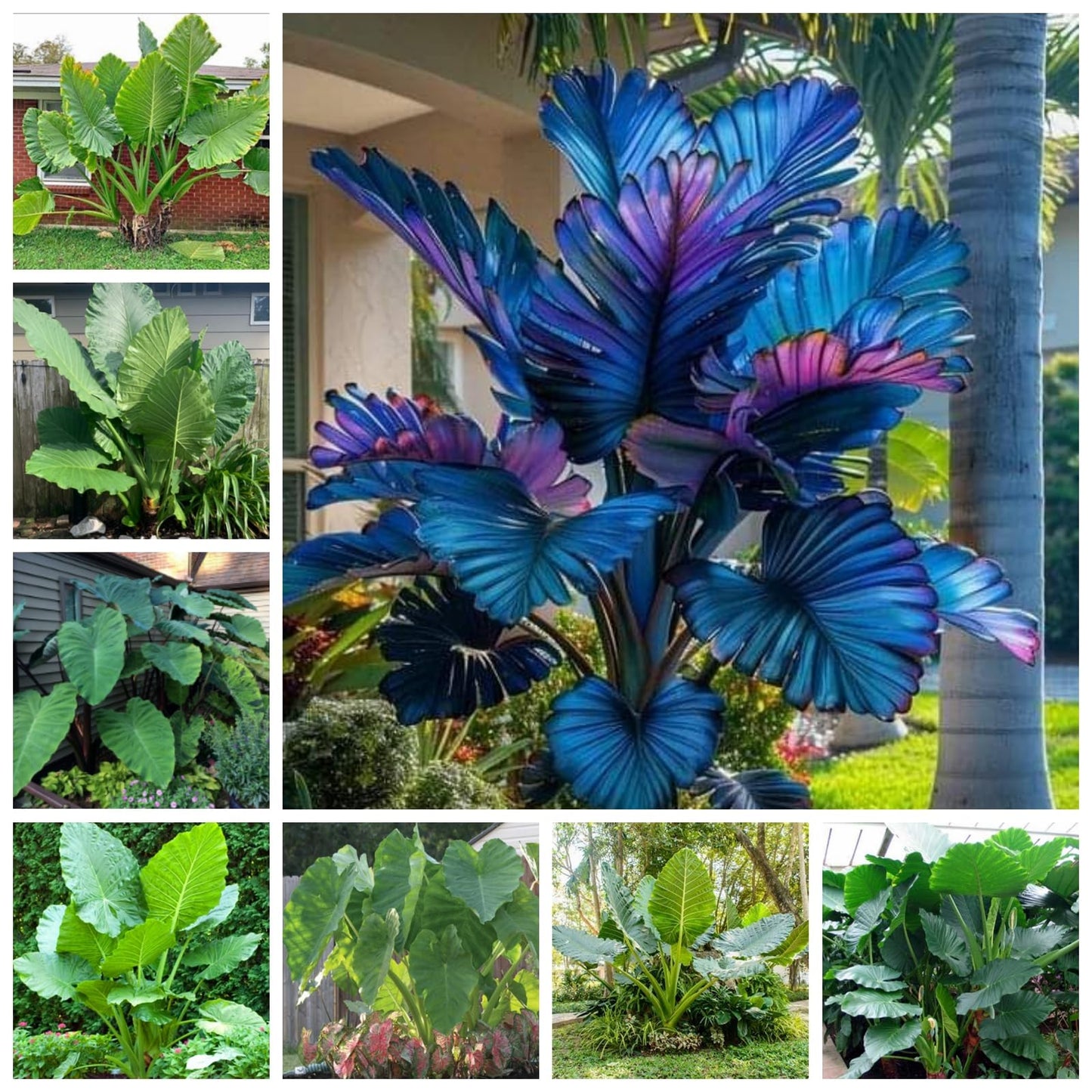 JYGXCT Elephant Ear Bulbs for Garden, Tropical Plant Tubers, Live Outdoor Plants-6 BULBS-H