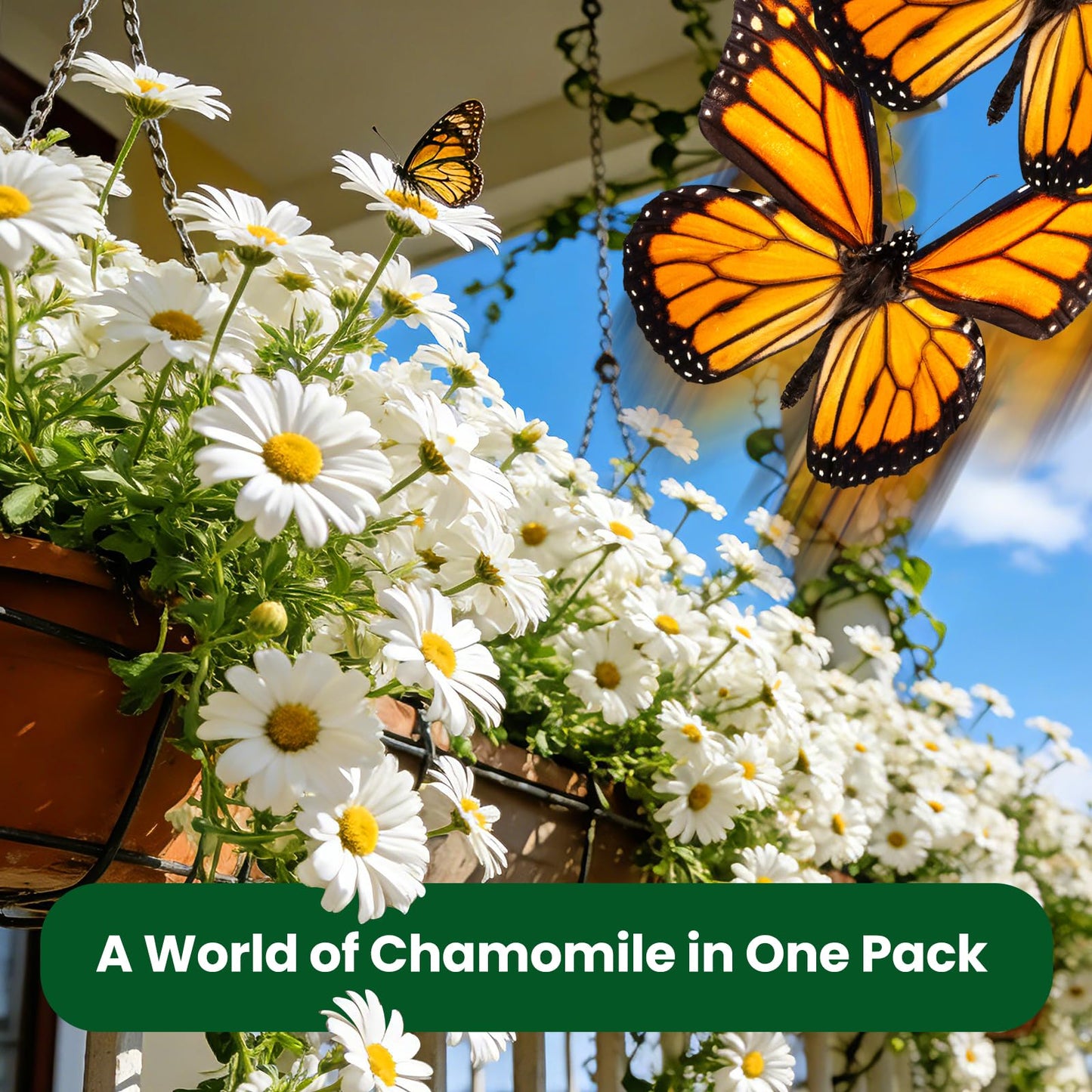 Fruivity 2300+ German Chamomile Seed Pack, Perennial Seeds for Planting, Herb Seed to Plant, Easy to Grow, High Germination, for Home Garden Indoor Outdoor