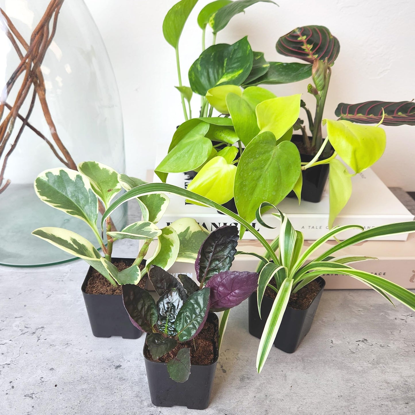 Easy to Grow Live Houseplants (6 Pack), Deluxe Collection of Assorted Air Purifying Indoor Plants, Peperomia, Spider Plants, No Duplicates, Pothos, Easy Plant Care, 2 in Pots, Begonia, Croton