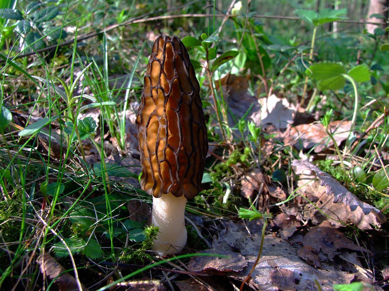 SeedsUP - 100+ Black Morel Mushrooms Mycelium Spawn Spores - Mushroom Brown