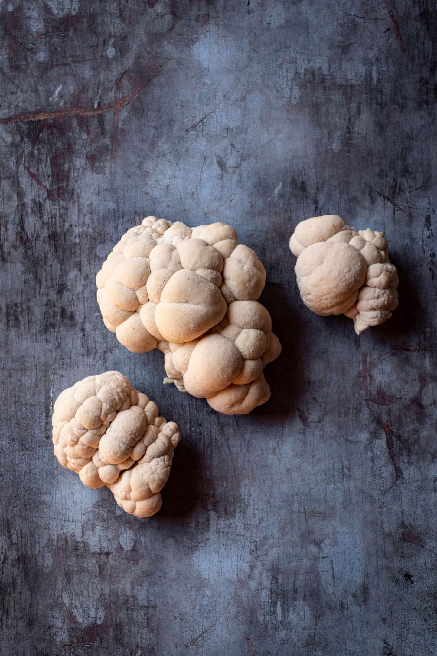 Hodgins Harvest Organic Lion's Mane Mushroom Growing Kit - Indoor Gardening Kit for Fresh Gourmet Mushrooms - Easy to Grow at Home - Holiday Gift for Garden Lovers & Foodies - Grown in USA - 3.5 lb