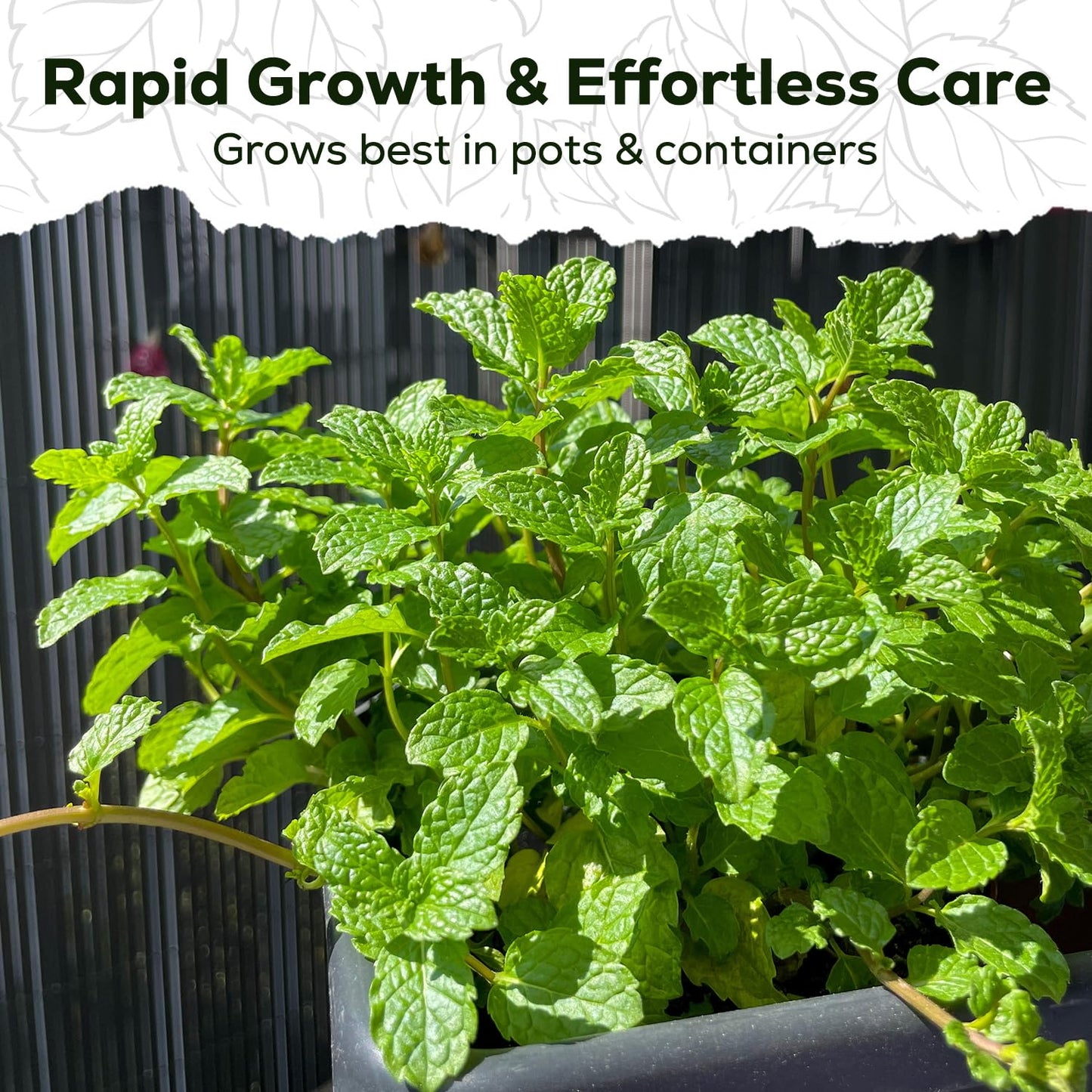 PLANTMEW Mint Seeds for Planting - 3500 Spearmint Seeds, Non-GMO & Heirloom Perennial Herb Seeds for Indoor/Outdoor Herb Garden, Tea, Cocktails (1 Pack)