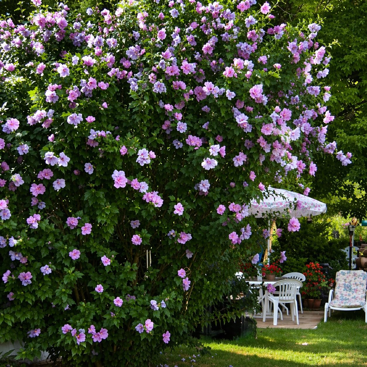 5 Purple Ardens Rose of Sharon Shrubs - 10-18" Tall Live Plants - Purple Althea Flowering Trees/Bushes - Hibiscus syriacus 'Ardens' - (5 Pack)