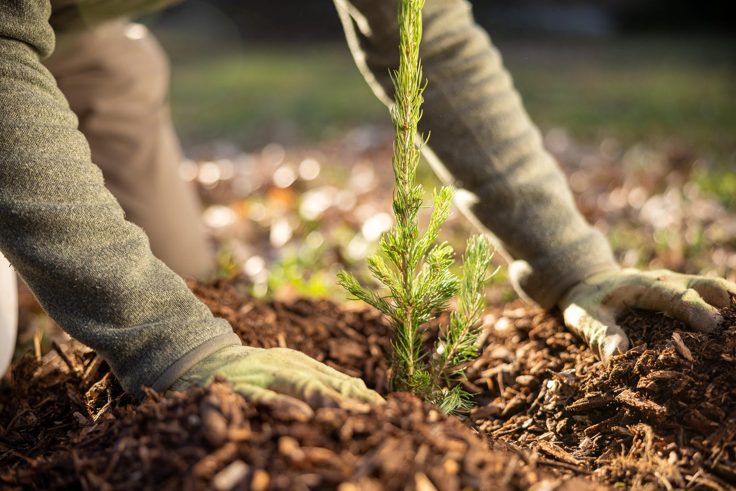White Spruce Live Jumbo Tree Seedling Plugs | 12"-18" | Arbor Day Foundation (1-Pack)