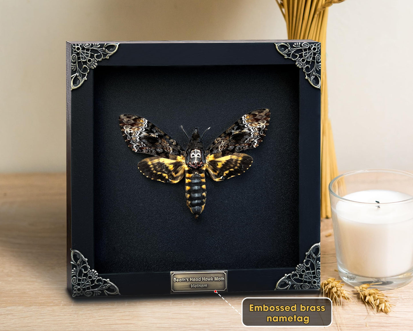 Death Head Moth Acherontia Skull Butterfly Handmade Shadow Box Oddity Curiosities Unique Gift Taxidermy Collectables Tabletop Wall Art Home Decor Living Gallery Bedroom K18-01-DE-MT
